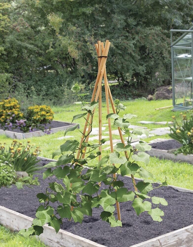 Natural Cedar Expandable Pyramid Trellis - 72 Inch Flowering...