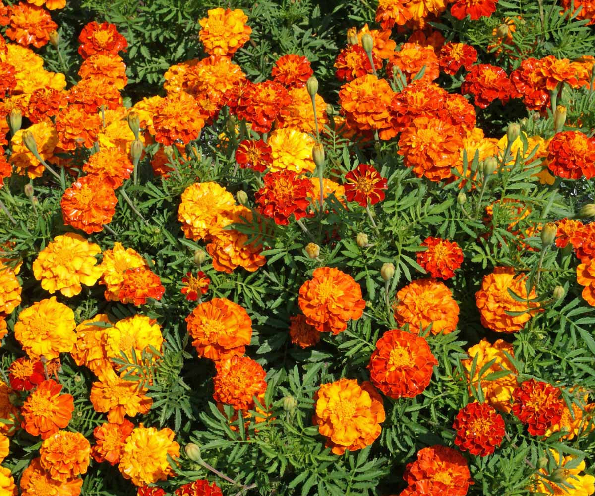 French Marigold "Sparky" Mix Seeds - 300+ Seeds