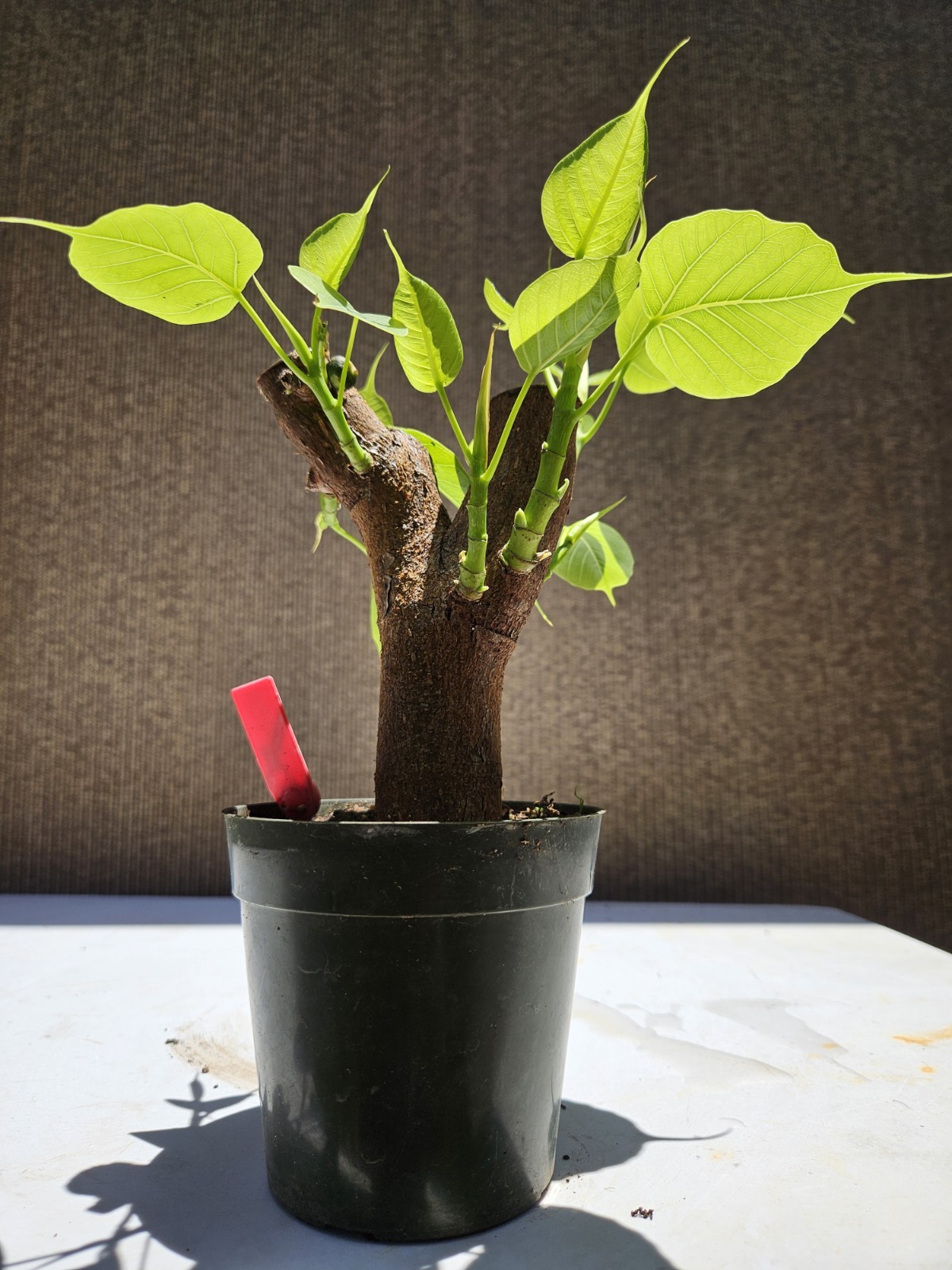 Ficus Religiosa (Sacred Fig - Cây Bồ Đề) Bonsai Tree