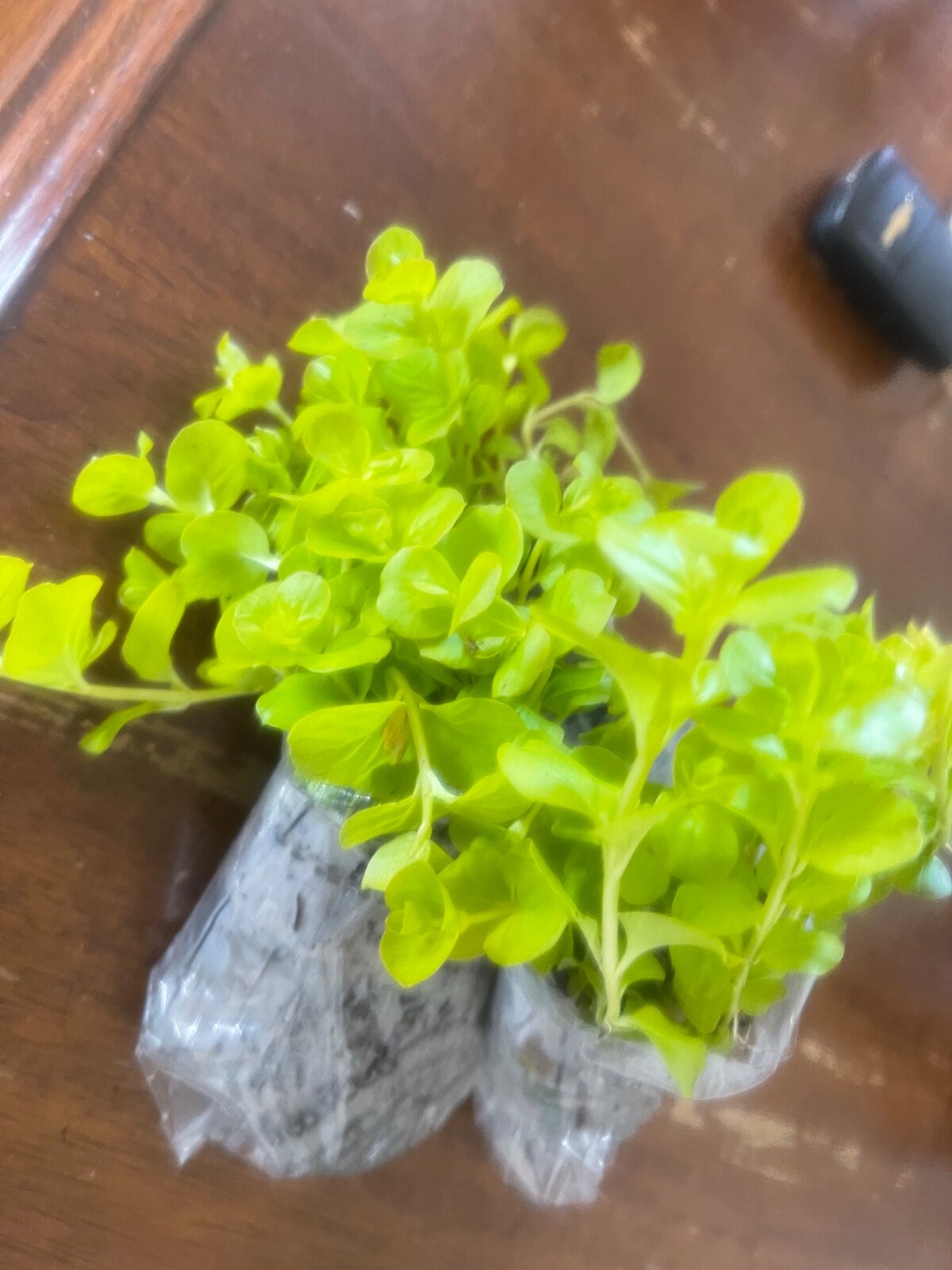 Creeping Jenny Groundcover 6 Rooted Plugs
