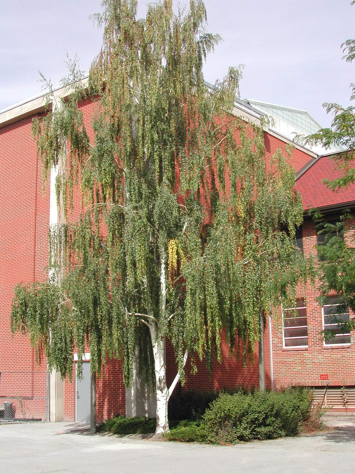 Weeping White Birch Betula Pendula Alba Tree Seeds
