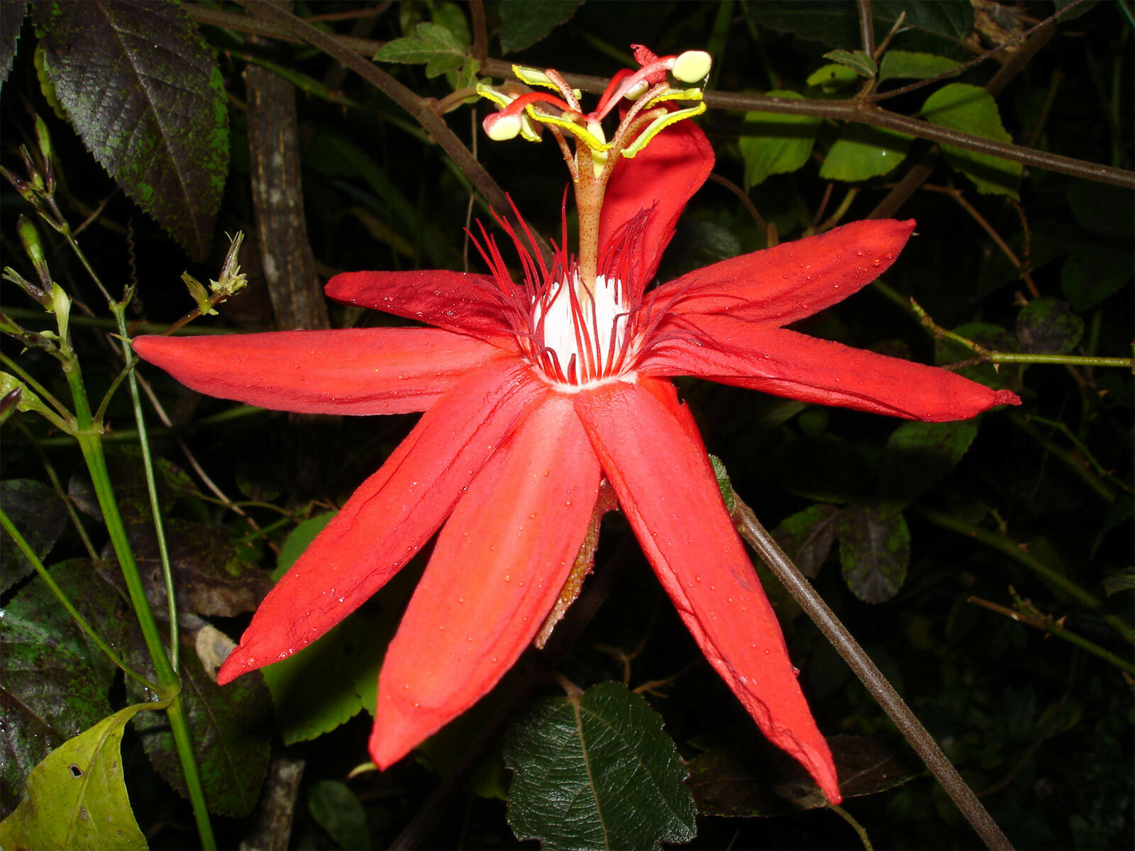 Red Passion Flower Seeds - 5 Pack