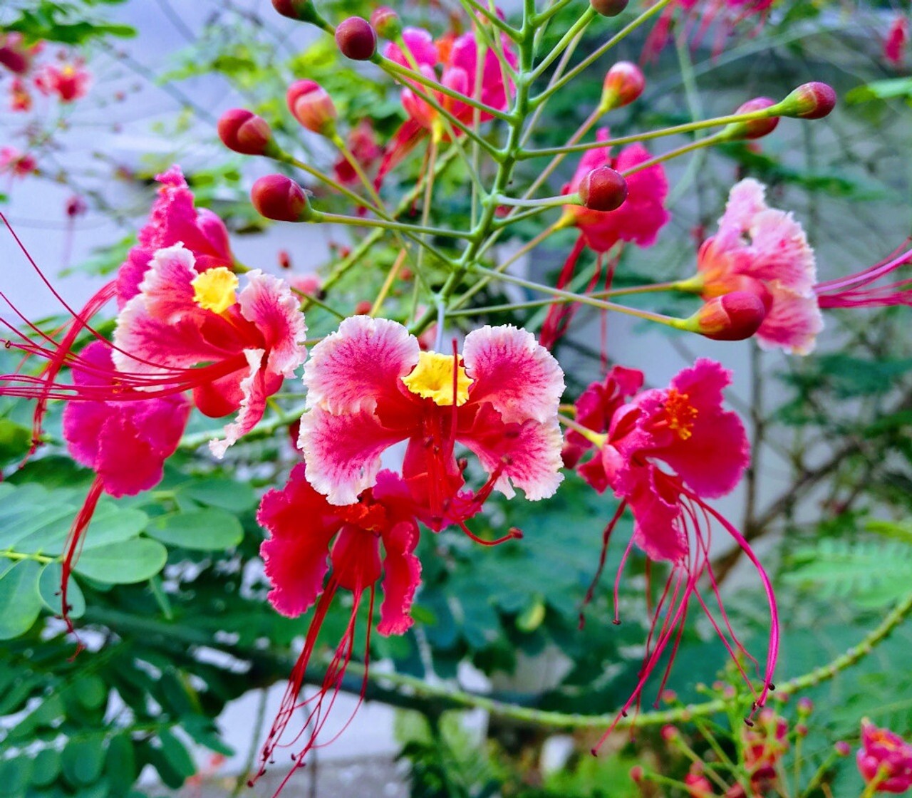 Pink Caesalpinia Pulcherrima PRIDE OF BARBADOS Dwarf Poincia...