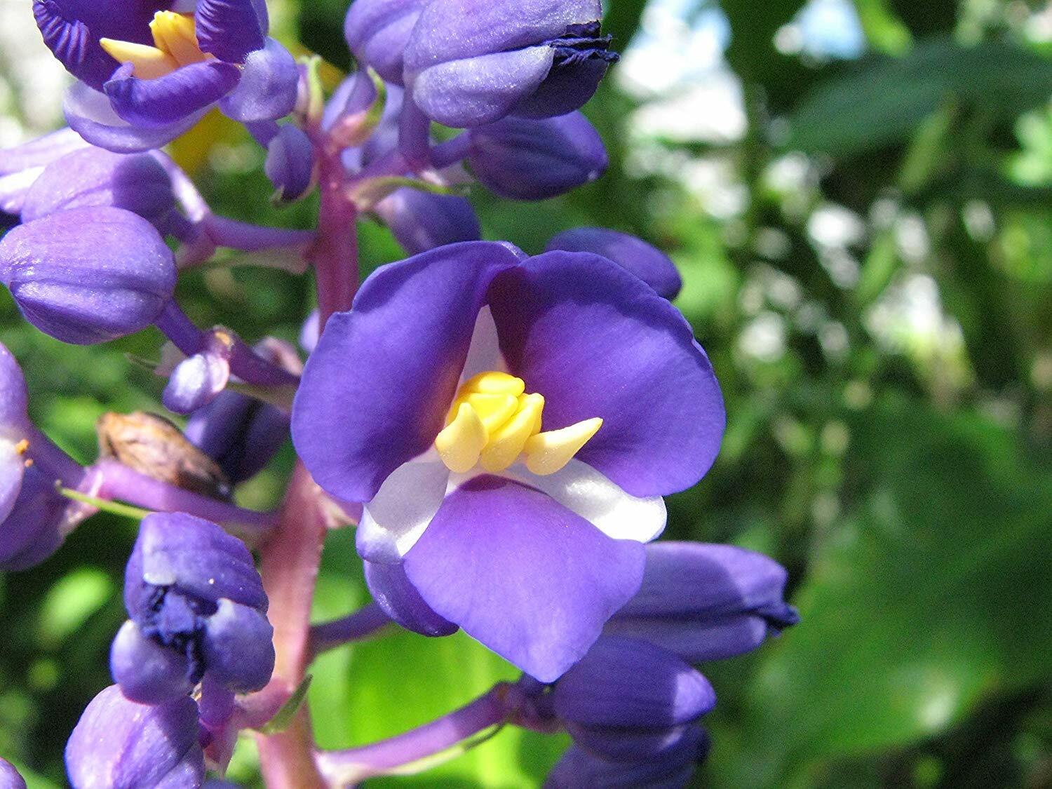 Hawaiian Blue Ginger Plant Root – Easy to Grow, Fragrant Blo...
