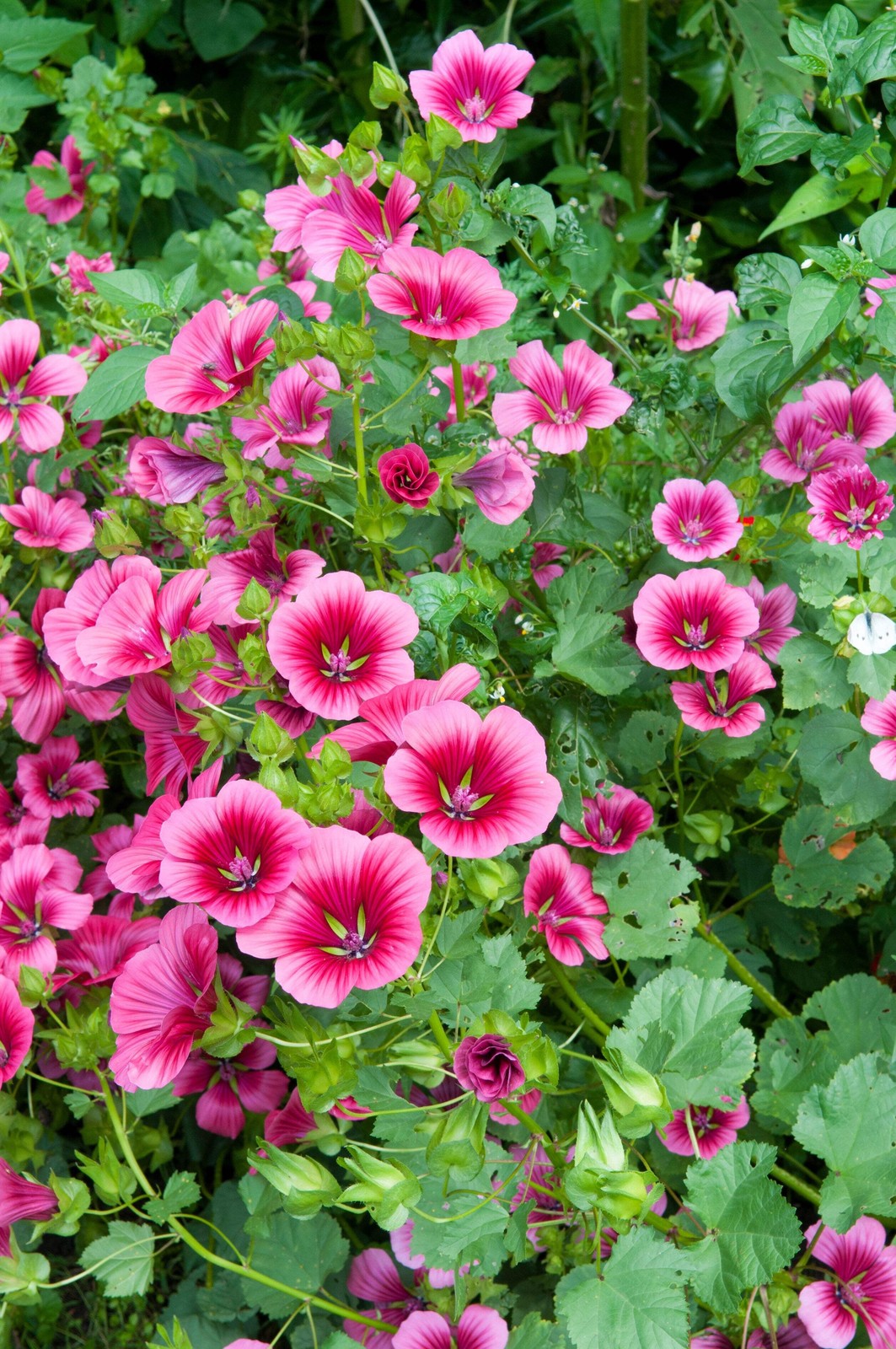 Vulcan Malope Trifida Seeds (Mallowflower) - 10 Pack