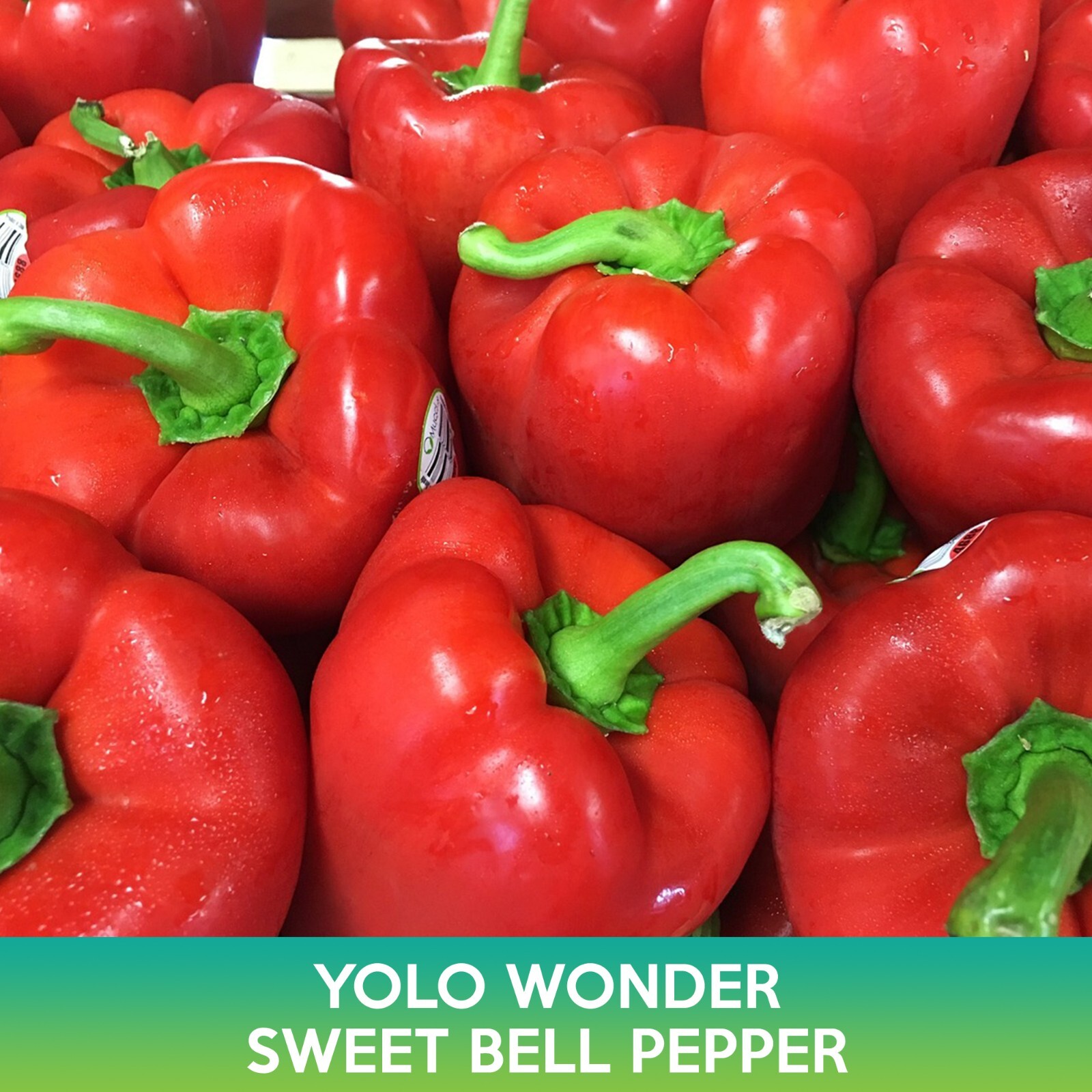 Yolo Wonder Sweet Bell Pepper Seeds - Non-GMO, Heirloom Vari...
