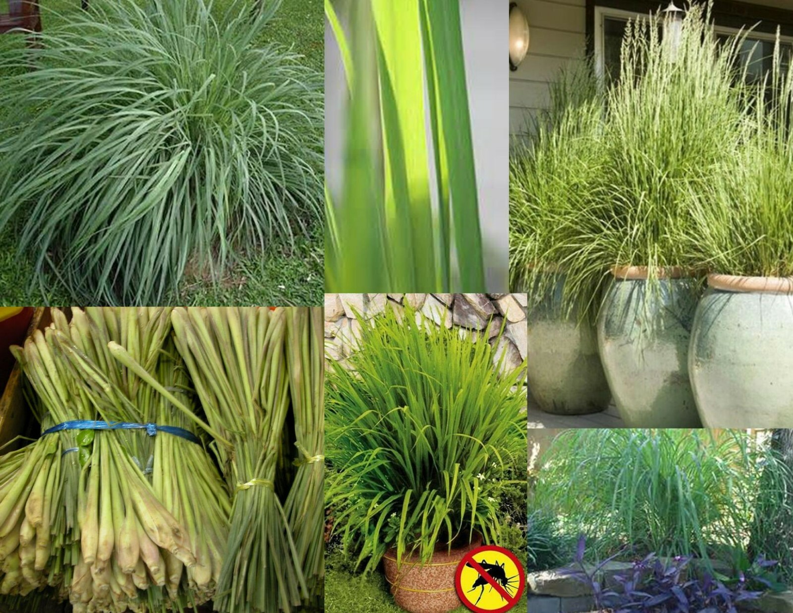 Heirloom Lemongrass Seeds - Non-GMO, Fresh Garden Variety