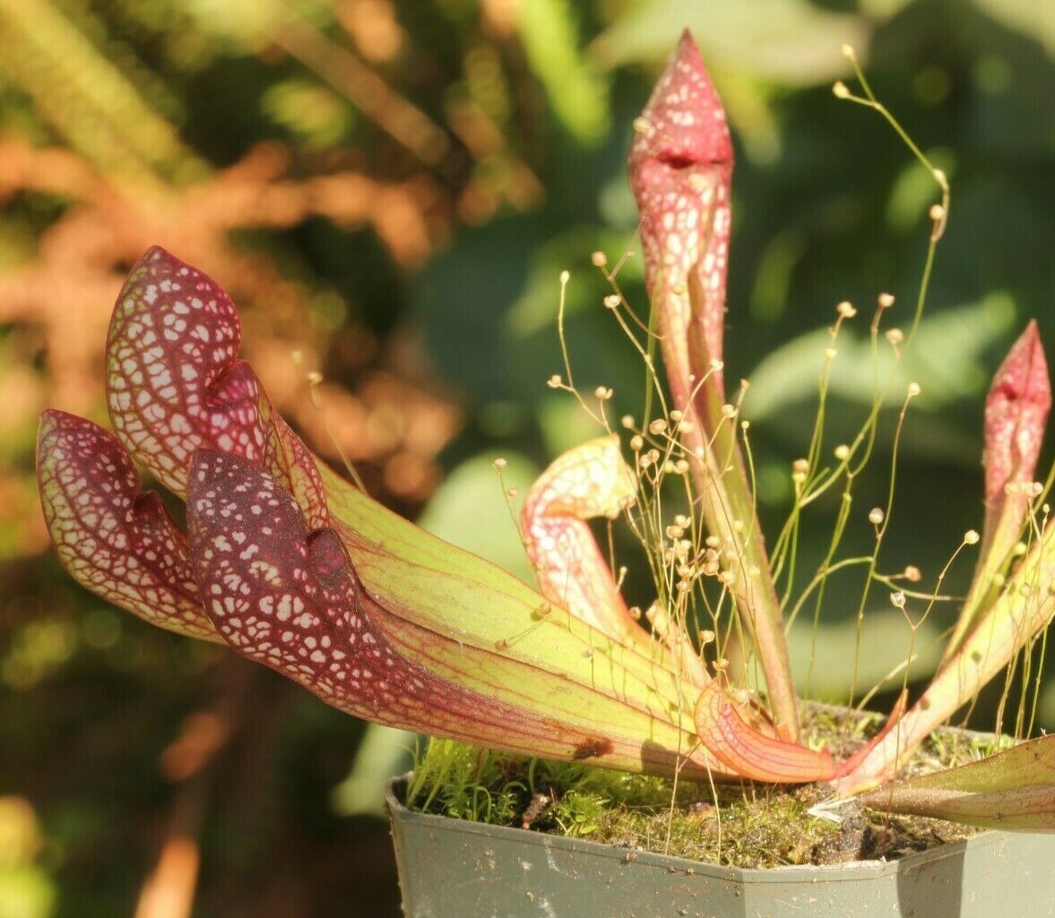 LIVE Carnivorous Pitcher Plant (Sarracenia "Scarlet Belle"),...
