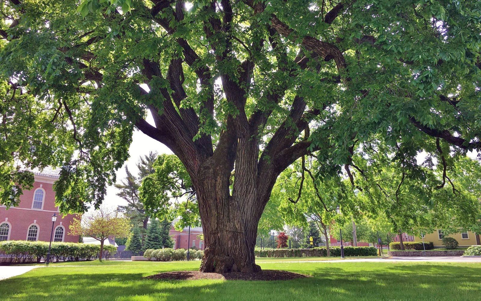American White Elm Tree Seeds (Ulmus Americana) Fast-Growing...