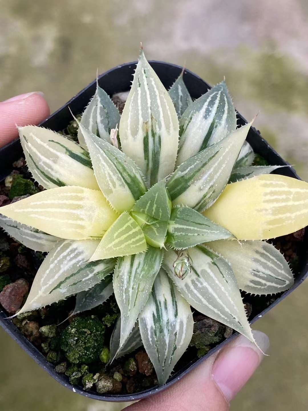 Pet Buy Mall — Haworthia Retusa Variegated Succulent Plant 6...