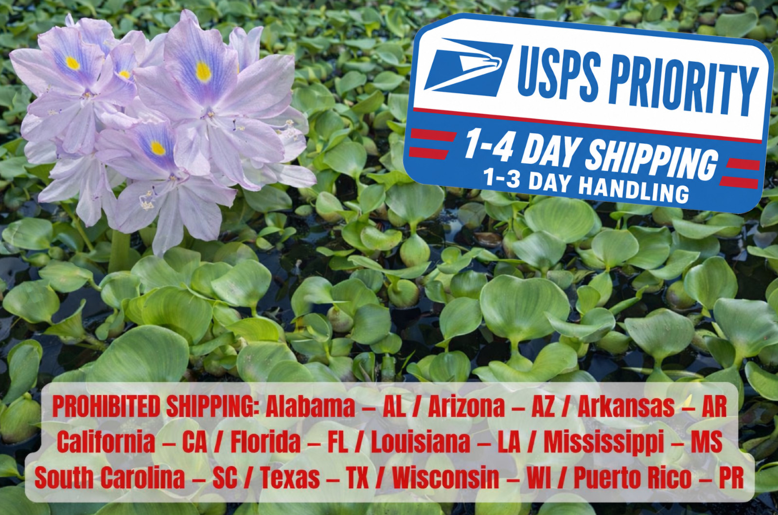 20 Water Hyacinth Pond Plant Floating Live Read Description