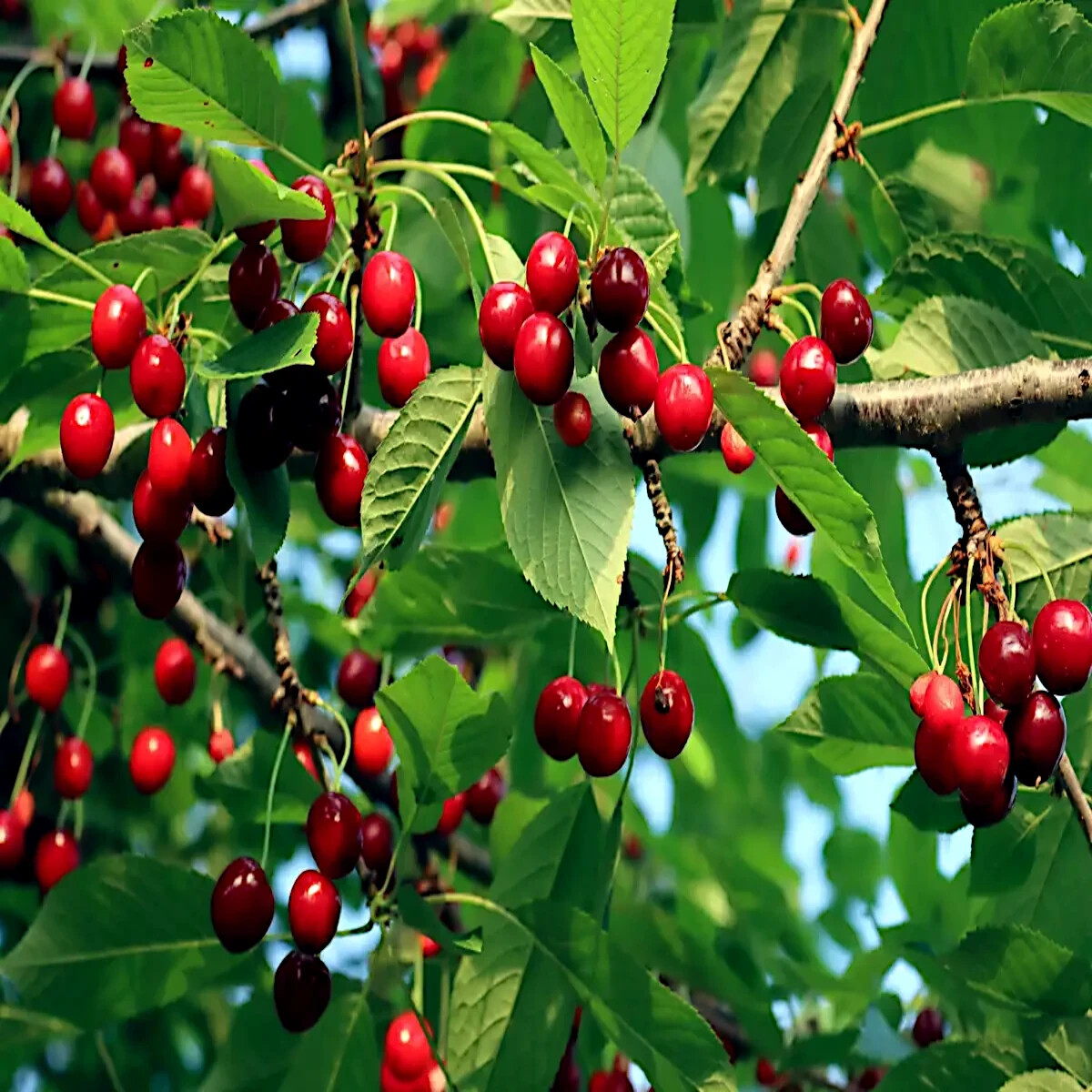 Sweet Mazzard Cherry Tree Seeds (Prunus Avium) Edible Fruit