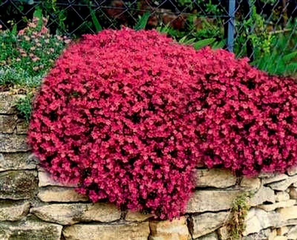 Cascading Red Rock Cress Seeds (Perennial), 50ct Pack