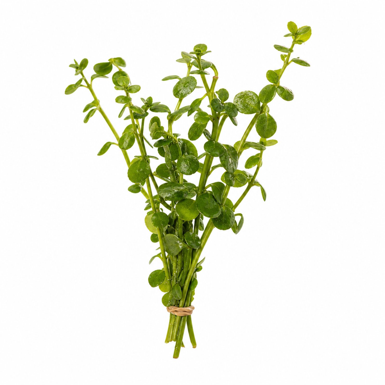 Bacopa Caroliniana Live Aquarium Plants - BUY 2, GET 1 FREE