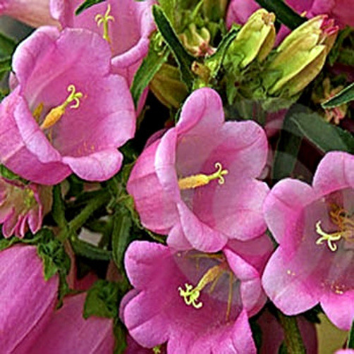 Canterbury Bells Seeds Heirloom Pink Flowers Non-GMO 75ct