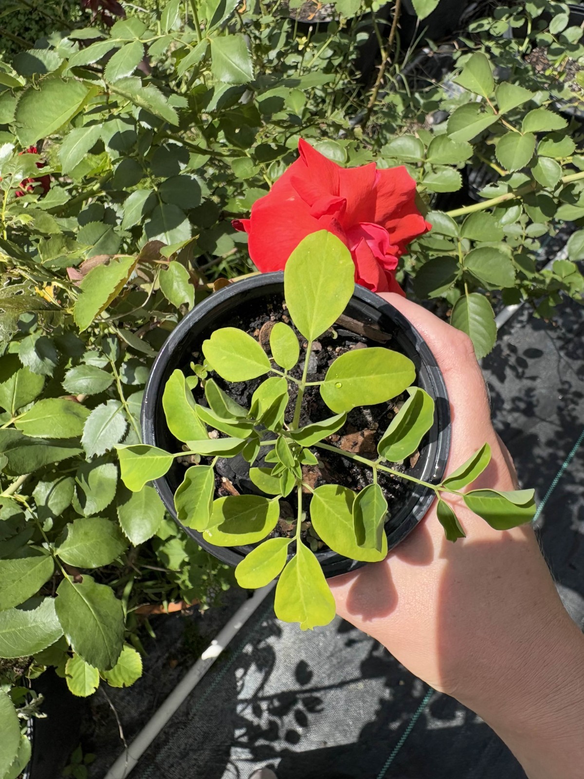 Live Moringa Oleifera Drumstick Starter Plant, 6 to 8 Inch