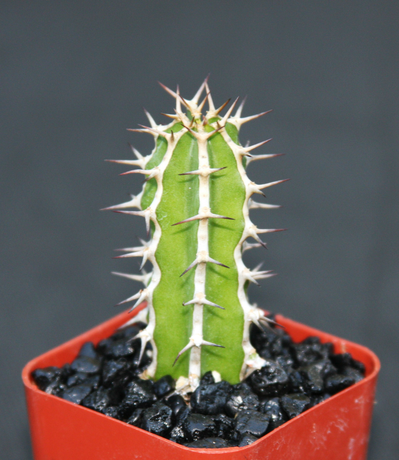 Euphorbia Graniticola Exotic Rare Cactus Bonsai Succulent 2-...