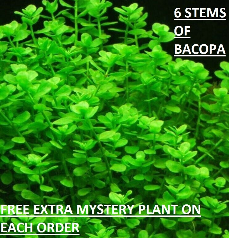 Freshwater Live Bacopa Monnieri Moneywort Plants Bundle