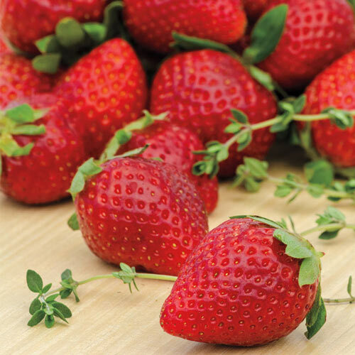 Ozark Beauty Everbearer Strawberry Plants (10 Beareroot)