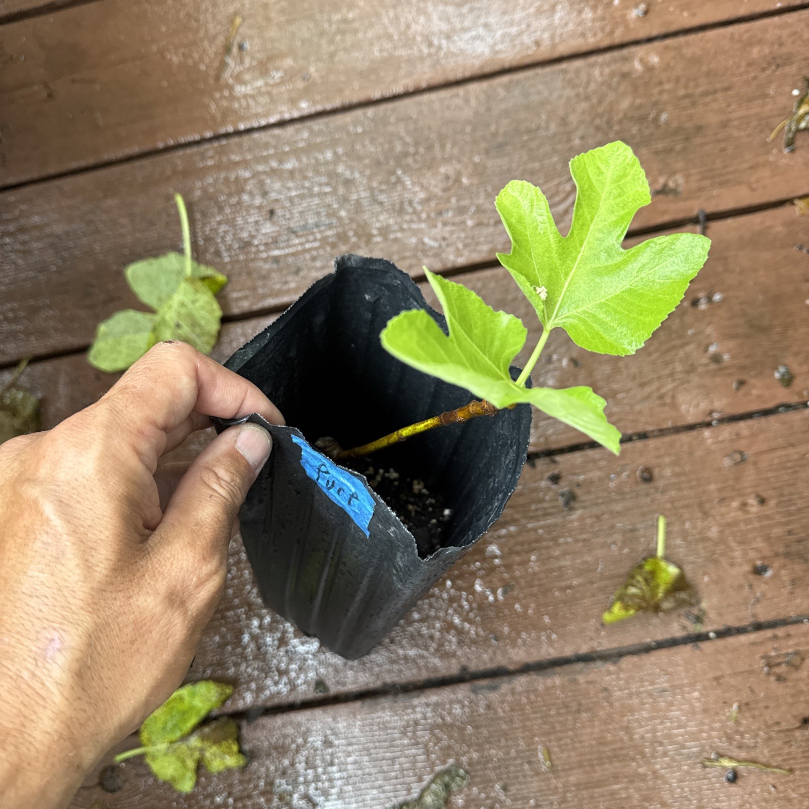 LSU Purple Fig Tree Young