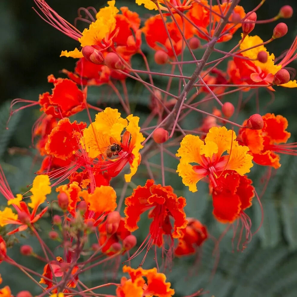 Red Bird of Paradise / Mexican Dwarf Poinciana (C. Pulcherri...