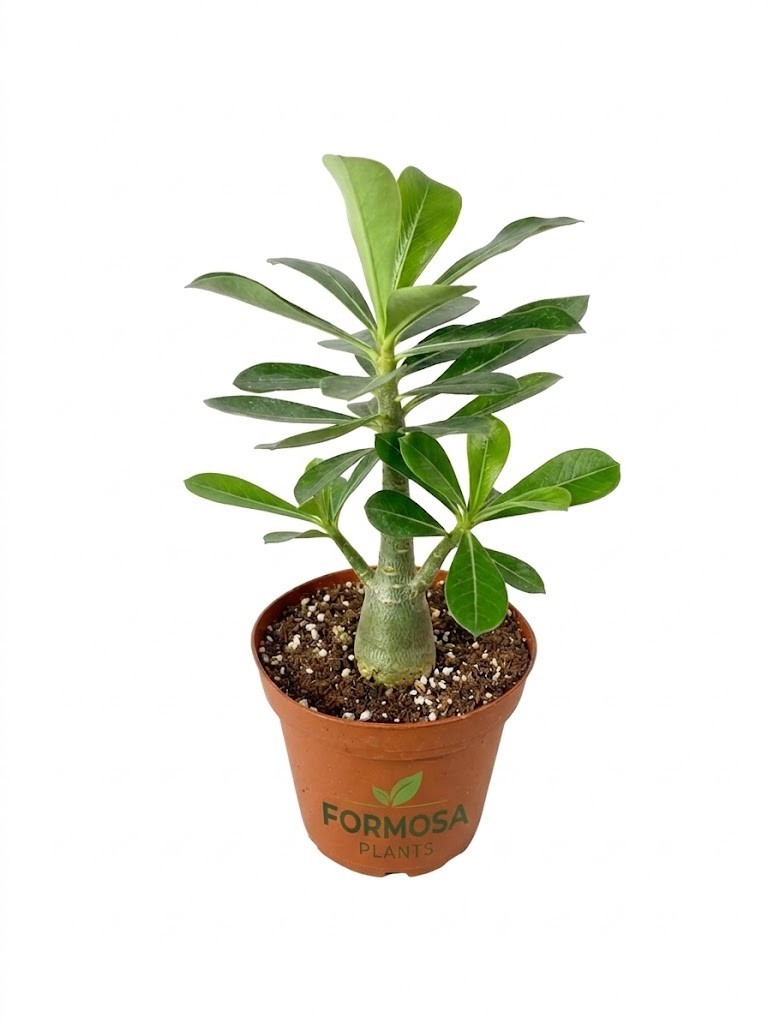 Desert Rose Plant - Live Plant in 4 Inch Pot (Adenium Obesum...