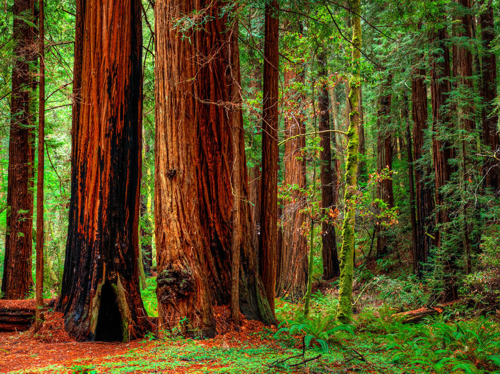 Sequoiadendron Redwood Seeds - 15 Pack
