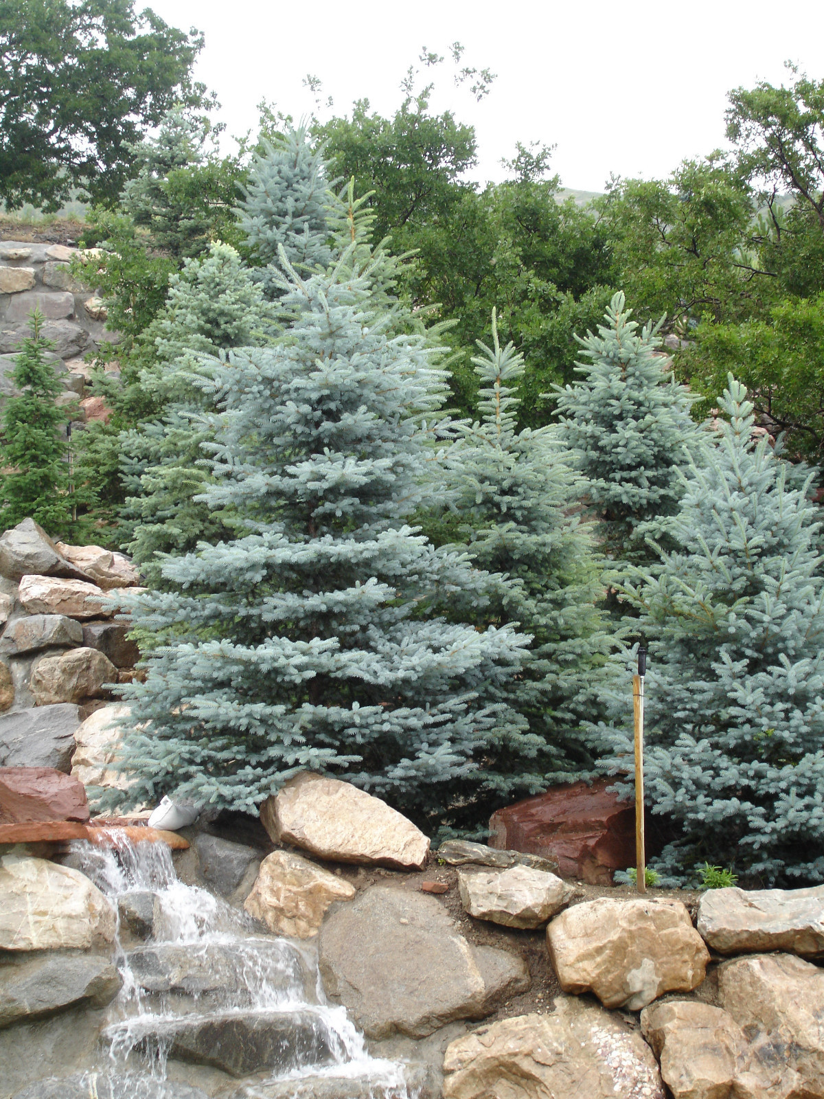 Colorado Blue Spruce Picea Pungens Glauca Tree Seeds (Hardy...