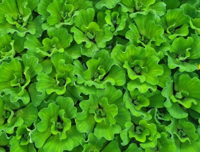 5 Water Lettuce Curley Pond Plants Xlarge Plant Floating, No...
