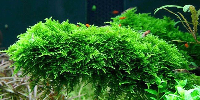 Christmas Moss Aquarium Plant Portion
