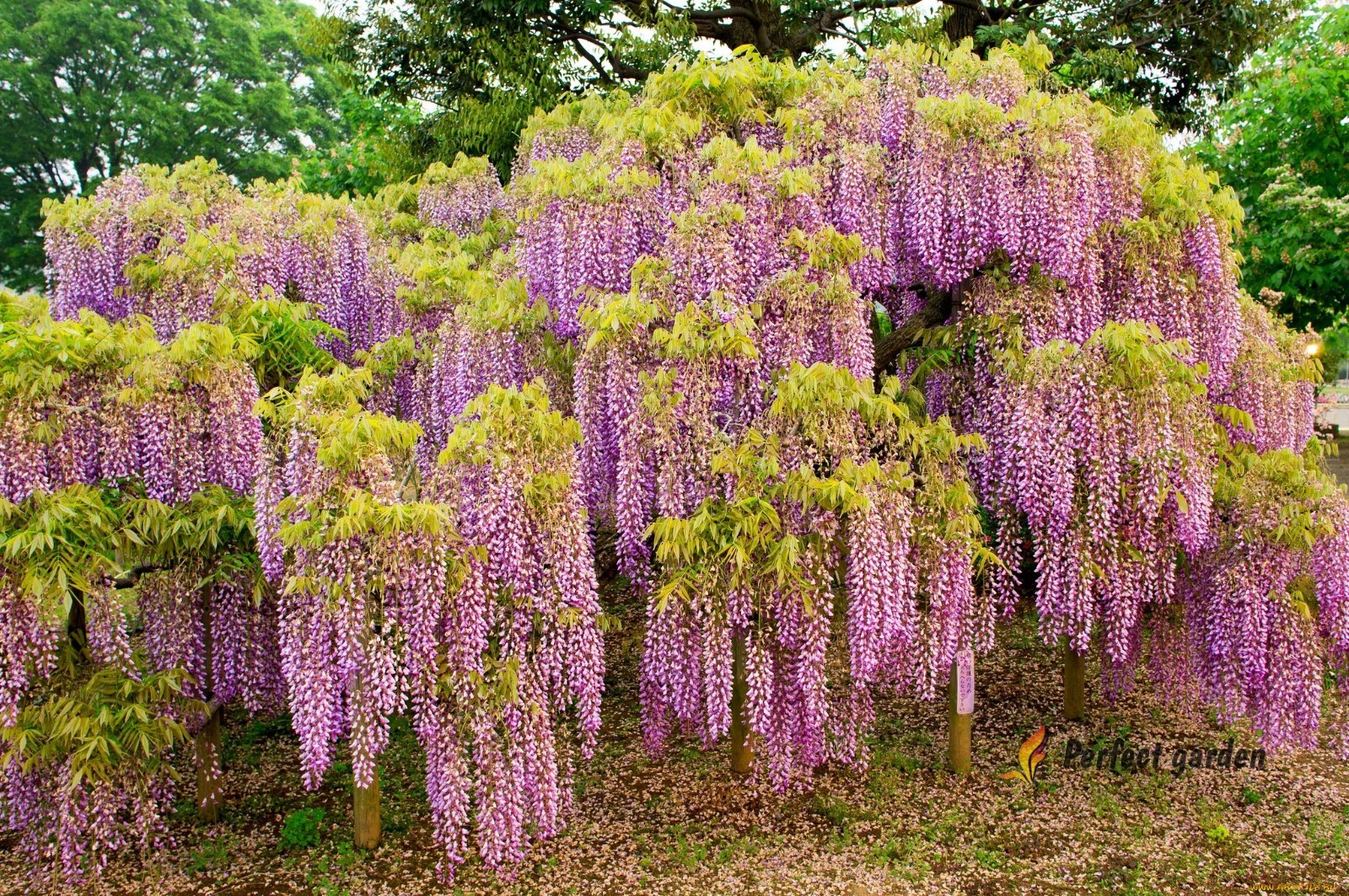 Pink Wisteria Fragrant Climbing Vine Silk Flowers - 100 Seed...