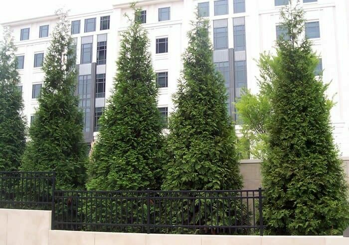 Green Giant Arborvitae Thuja Plicata 12-18" 4" Pot