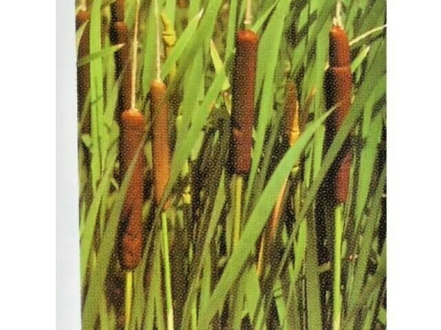 Cattail Plants (Typha Latifolia), 2-Pack