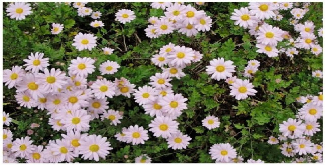 Pink Daisy Chrysanthemum Perennial Flower 100 Seeds