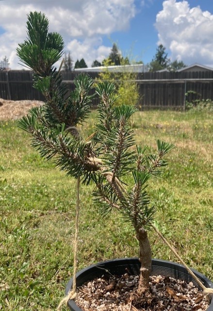 Japanese Black Pine 'Kotobuki' Cork Bark Bonsai