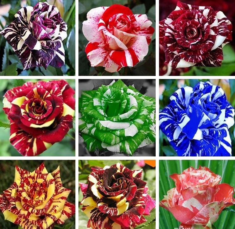 Dragon Striped Rose Swirl Mixed Colors Flower Bush Seeds, 20...