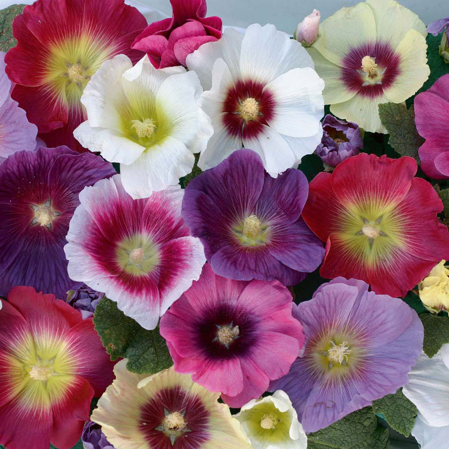 Indian Spring Hollyhock Old Fashioned Cottage - 40 Seeds