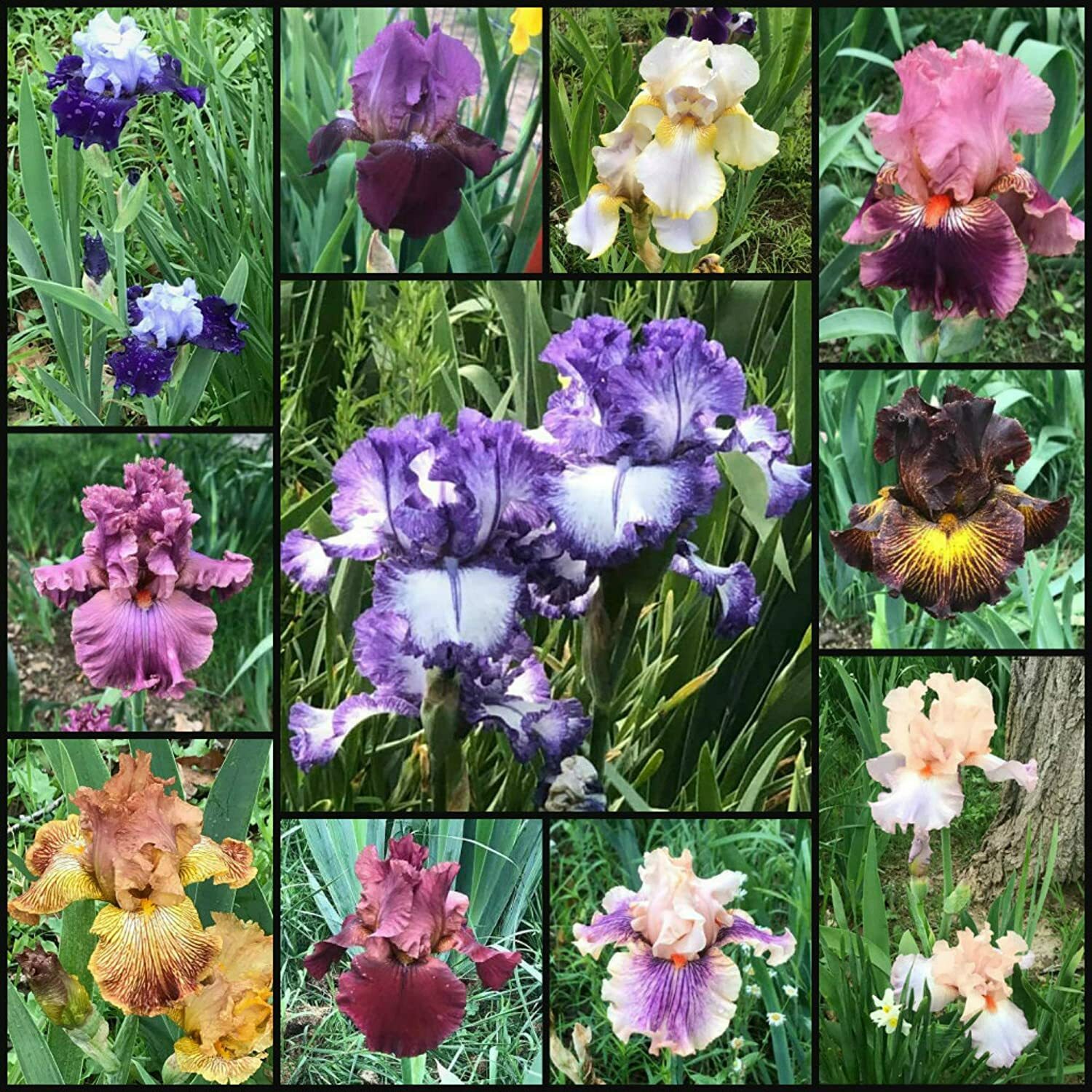 Bearded Iris Rhizome Bulbs