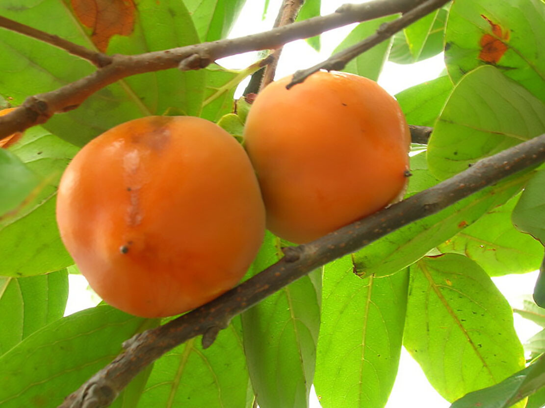 Japanese Persimmon Diospyros Kaki Tree Seeds