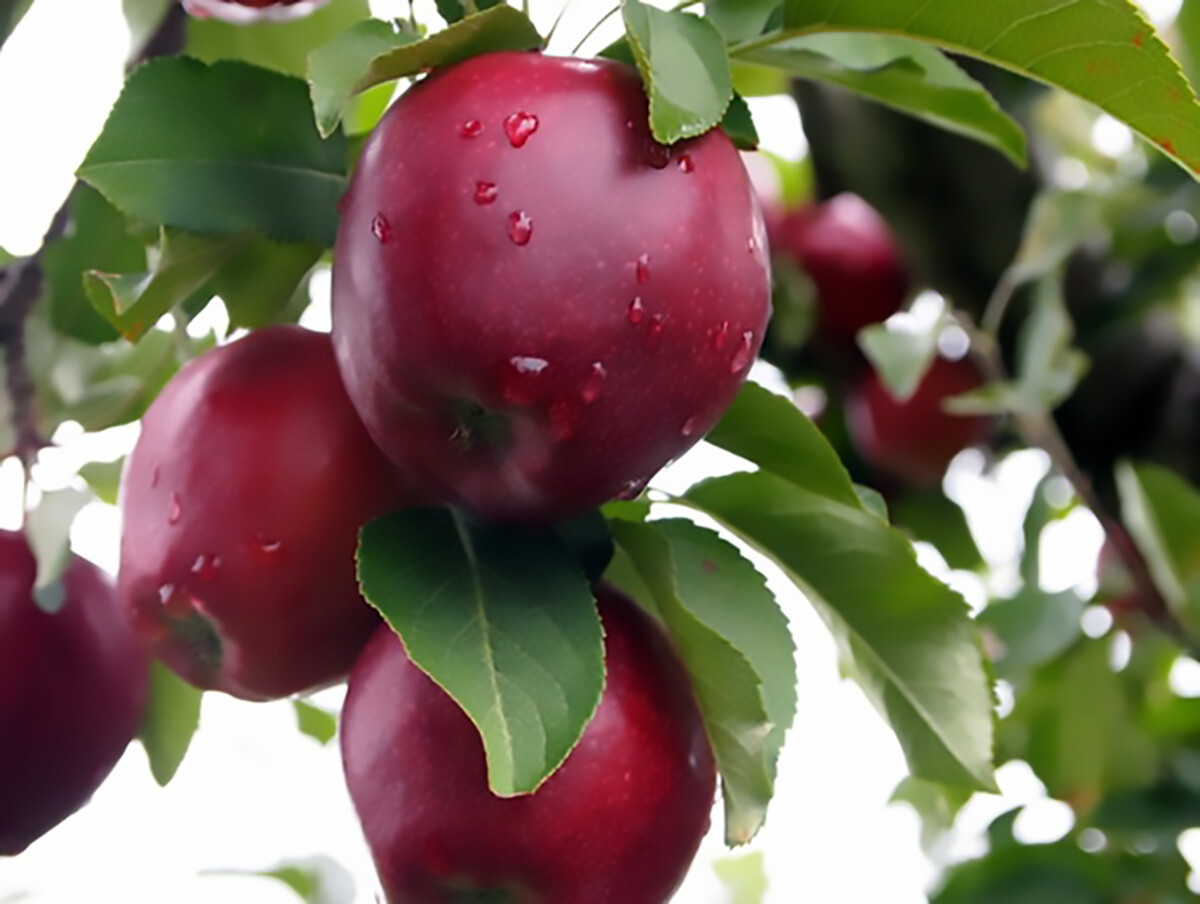 Red Delicious Apple Tree Seeds - Edible, Hardy Variety