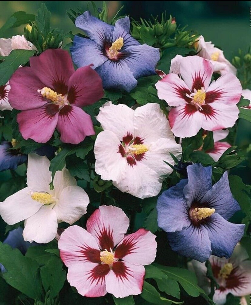Rose of Sharon Hibiscus Syriacus Flower Tree Bush Seeds Mix,...