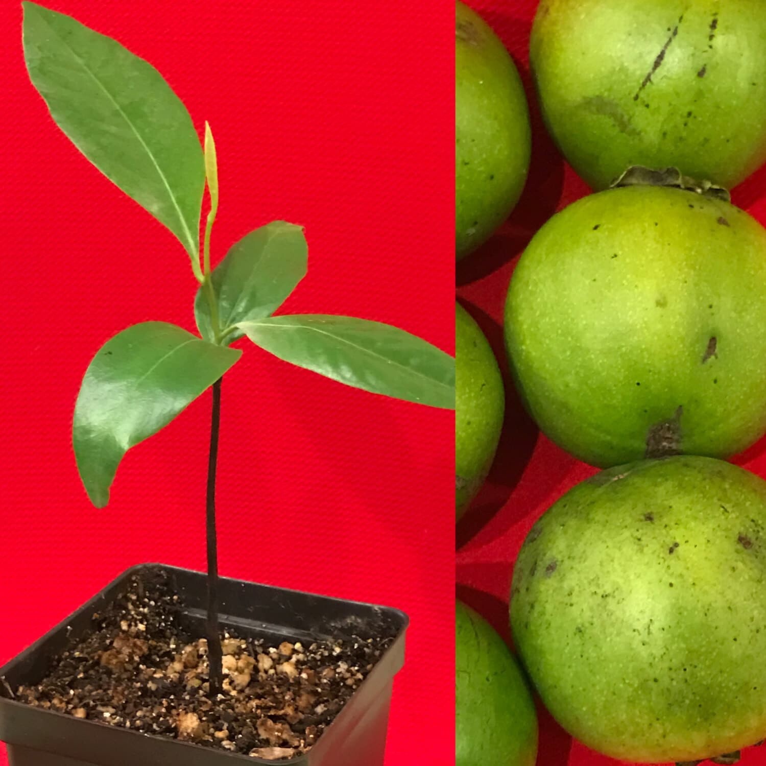 Black Sapote Diospyros Nigra Chocolate Pudding Starter Plant...