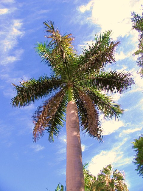 Roystonea Regia Cuban Royal Palm Ornamental Plant Seeds, 100...
