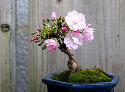 Sakura Bonsai Tree Seeds - Premium Seed Pack