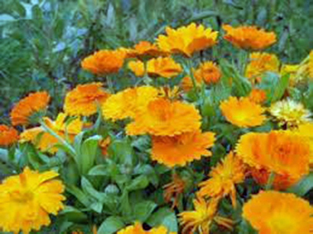 Calendula Golden Blooms - 100 Seeds