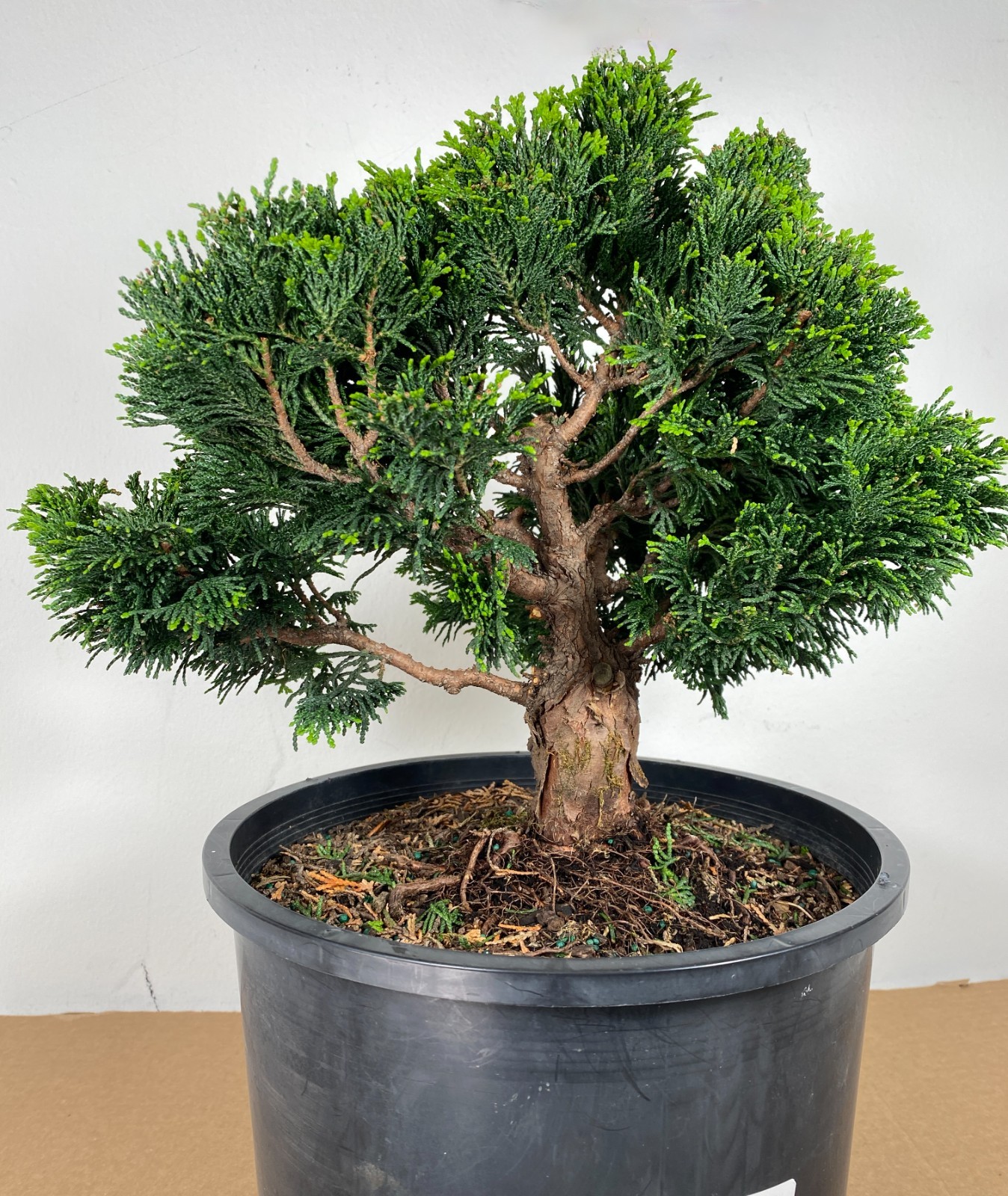 Dwarf Hinoki Cypress Pre-Bonsai 3 Gal Large Trunk