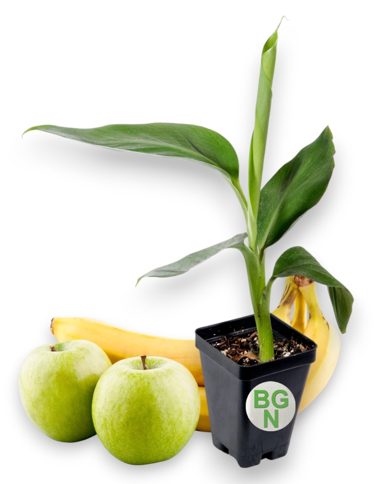 Manzano "Apple" Banana Plant Live Plant