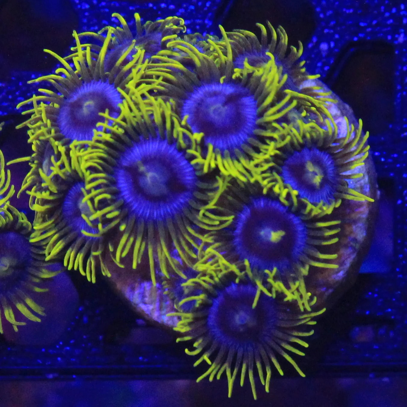 WYSIWYG Blueberry Live Coral Fields