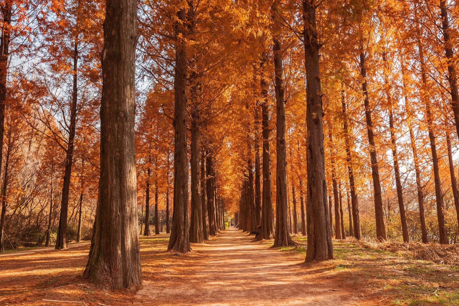 Redwood Tree Metasequoia Seeds - Dawn Redwood Plant Starter...