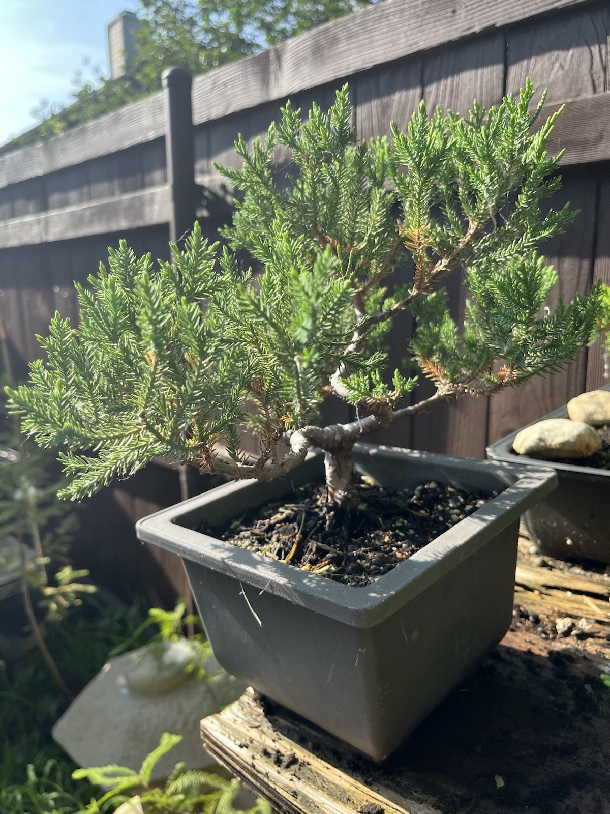 San Jose Juniper Bonsai With Thick Twisted Trunk